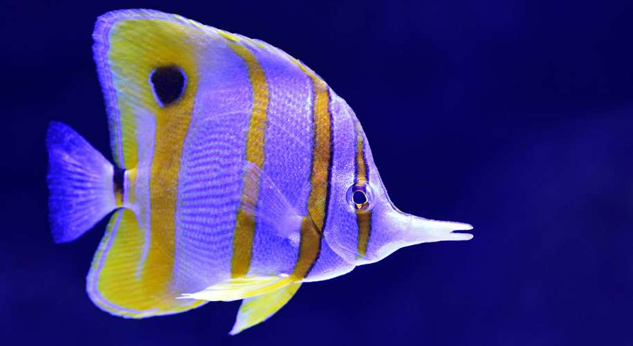 Butterfly fish